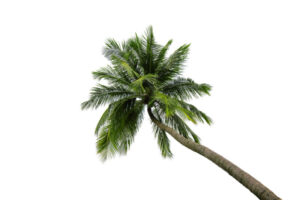 palma